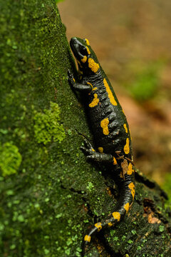 Fire salamander (Salamandra salamandra) on tree. Czech Republic, Europe
