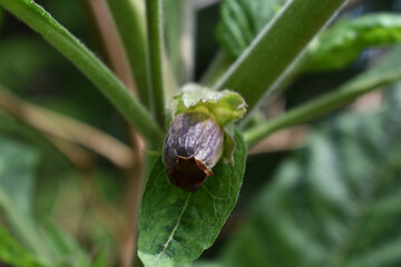 Blüte von Tollkirsche, Atropa belladonna, mit lila grünlicher Blüte, Giftpflanzen erkennen