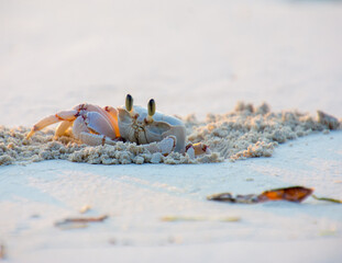 A crab coming out if its hideout on the beach