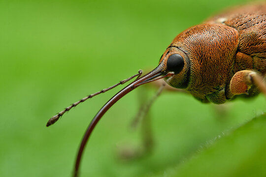 Hazel nut weevil (Curculio nucum) on green leaf, Czech Republic, Europe