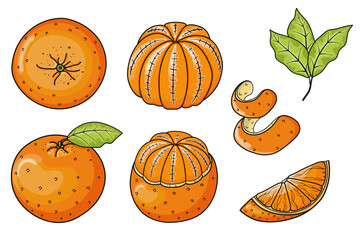 Set of hand drawn vector fresh whole, peeled and cut oranges and slice isolated on white background. Graphic elements for package, wrapping paper, cards, gifts, fabrics, wallpapers.