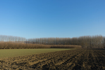 Langhe landscape with hazelnut grove