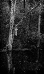 Tree in a Florida canal in b&w.