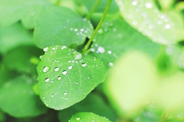 Green leaf with raindrops closeup photo. Abstract nature background