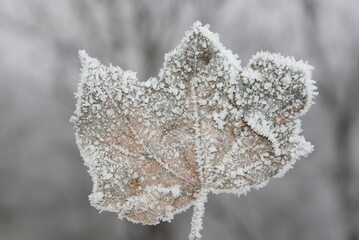 Eisblatt