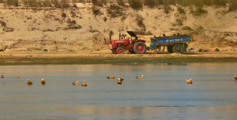Fototapeta premium ruddy shelduck in a river