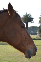 close up of a horse