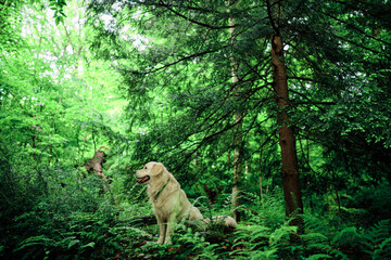 Joyka the Golden retriever surrounded by wilderness, his favorite habitat in Western Pennsylvania 