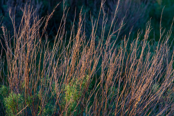 Selective focus of  abstract background from different grass.