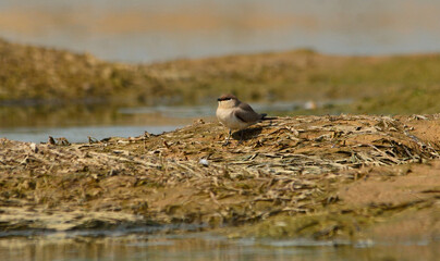 small pratincole bird in river bed