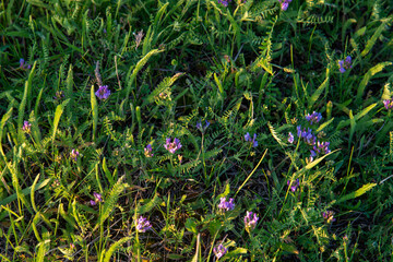 Background of small purple flowers in a green meadow.