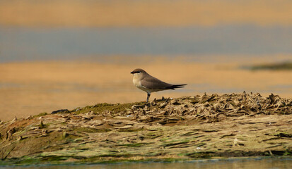 small pratincole bird in river bed
