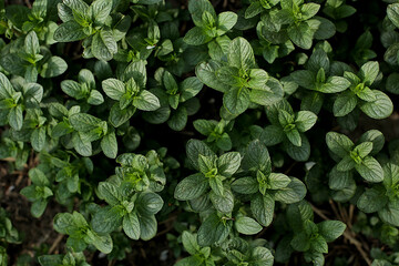 Fresh growing mint background. Useful healing summer plants close up. Mint leaf texture. Selective focus