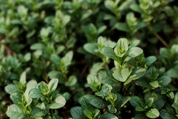 Fresh growing mint background. Useful healing summer plants close up. Mint leaf texture. Selective focus