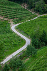 Road in Goriska Brda in Slovenia