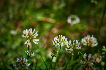 Macro shot of clover (genus trifolium) on a meadow in the sun.