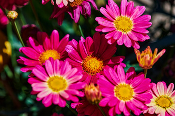 Macro shot of vibrant pink marguerites (Leucanthemum) in the sun.