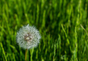 dandelion on a green field. close up