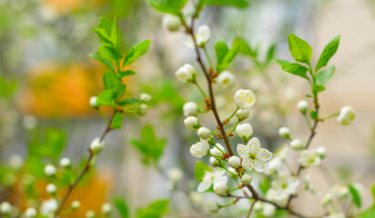 branches of white flowering cherry tree