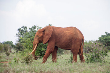 Elephants  of Tsavo National Park 