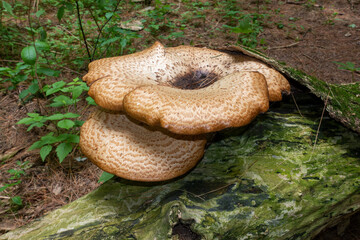 Dryad's Saddle Fungi (Polyporus squamosus), Growing On A Fallen Tree Trunk In A Forest