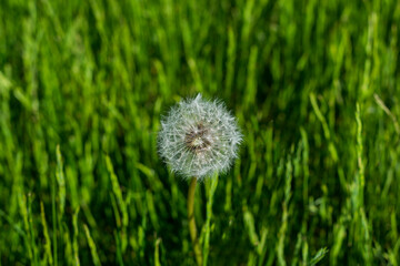 dandelion on a green field. close up