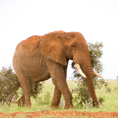 Fototapeta na wymiar Elephants of Tsavo National Park