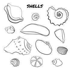 Set of hand drawn shells