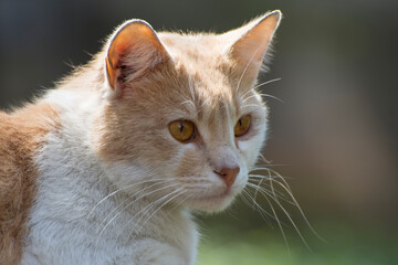 A ginger cat looks with large orange eyes.