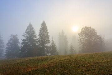 Magic autumn landscape. Forest of the pine trees. High mountains. Dense fog with beautiful light covered the valley. A place to relax. Free space for text.