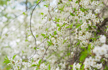 branches of white flowering cherry tree