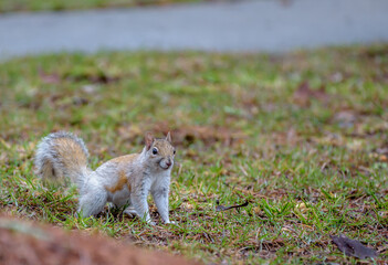 Rare White Eastern Grey Squirrel