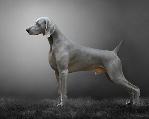 weimaraner posing on dark gray background