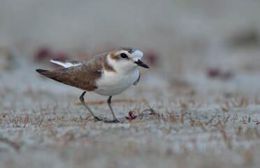 plover bird in a sea beach