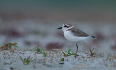 plover bird in a sea beach