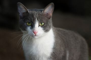 Portrait of a domestic cat. A gray cat with green eyes goes forward and looks at the camera.