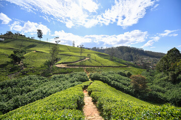 Fototapeta premium tea plantation