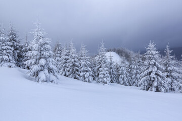 Winter scenery. Amazing snowy forest with pine tree. Lawn covered with white snow. Beautiful landscape of high mountains, sky with clouds and fog. Wallpaper snowy background.
