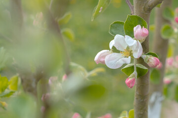 Apple blossom blooms on a branch. A sign of a good fruit harvest