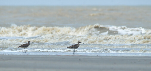 whimbrel bird in fly