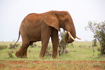 Fototapeta na wymiar A Lone Elephnat in Tsavo East National Park, Kenya