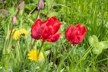 red tulips in an abandoned garden