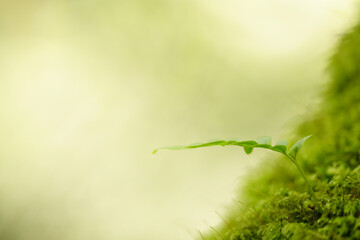 Forest fern