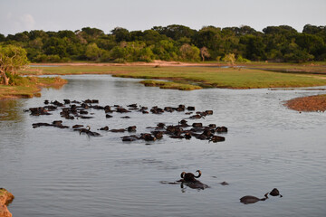 water bufalo