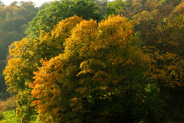 Beautiful trees with yellowed leaves. Autumn nature.