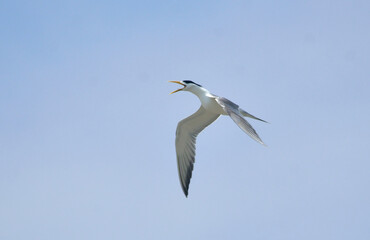 greater crested tern bird in fly
