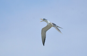 Fototapeta na wymiar greater crested tern bird in fly