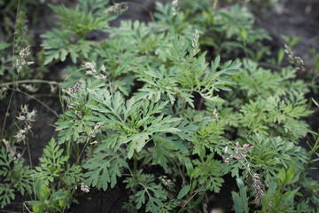 Ragweed bushes. Ambrosia artemisiifolia causing allergy summer and autumn. ambrosia is a dangerous weed. its pollen causes a strong allergy at the mouth during flowering.