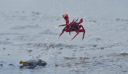 red feedle crab in sand beach