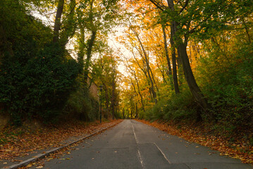 Fototapeta na wymiar Road in the autumn park. Beautiful autumn landscape.